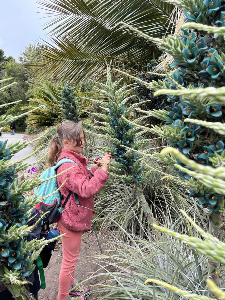 Are you a 6th-8th grader looking to deepen your connection to nature? Join the @GardensofGGP's new outdoor summer program. Garden camp activities engage middle school students through exploration of the gardens, which are made up of the @SFBGS, @JapaneseTGarden & @SFConservatory.