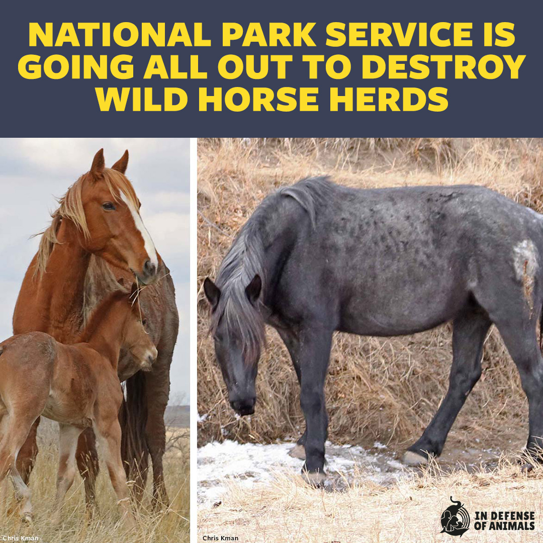 The #NPS just announced that it no longer intends to remove ALL the #WildHorses from #TheodoreRooseveltNationalPark, but that's not good enough. It wants way too few horses to remain, not all who live there. Take action: bit.ly/4aZ7n3e Pls RT and bit.ly/3xSxCcX