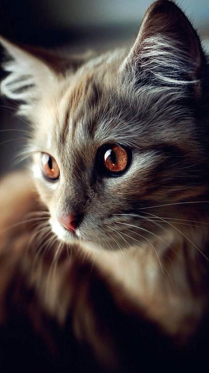 do you love me ?? ❤️ 😺 🎉 🎈 🍀 ❤️