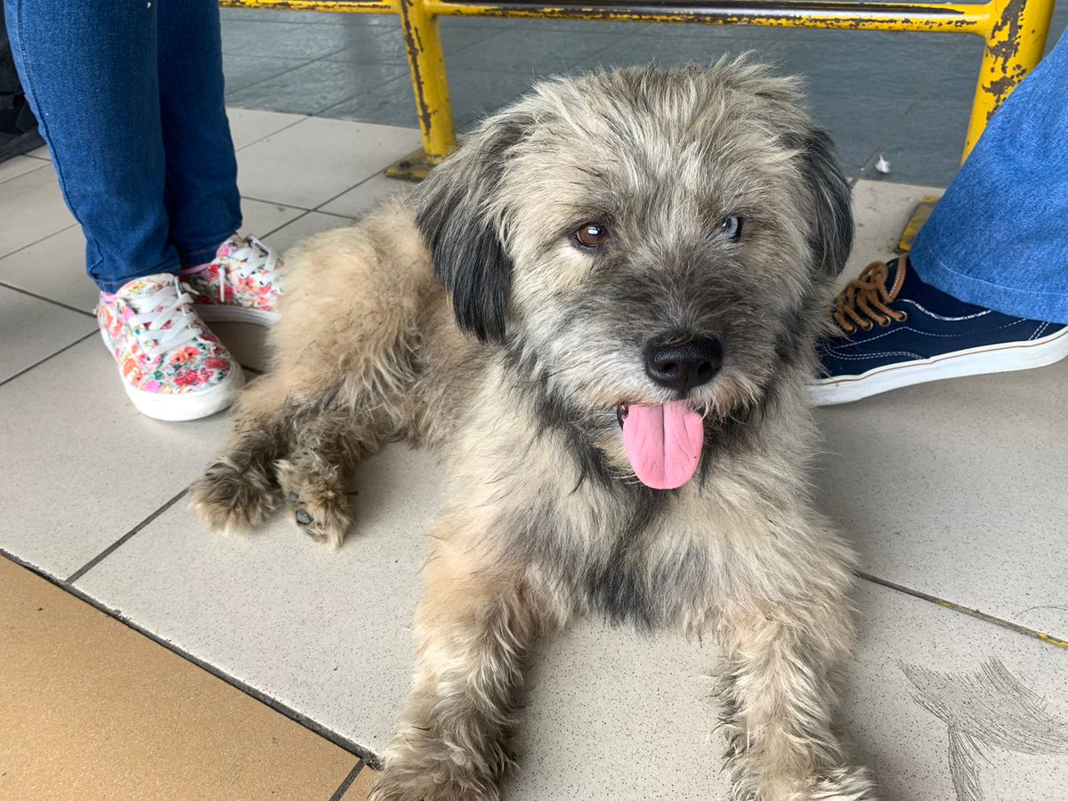 EmergenciasEc's tweet photo. #PerritoEncontrado
En la terminal vía a daule de bastión popular, el perrito se subió en la metrovia y se fue de paseo. https://t.co/BFV8aqPIsc