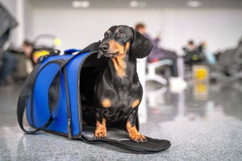 Home quarantine for pets reduces EU rabies risk, a concern after the Russian invasion of Ukraine. Study finds a Derogation Scheme, allowing easier pet travel for Ukrainian refugees, can lower risk but shows non-compliance increases risk by 74 times. ➡️ brnw.ch/21wJhWe