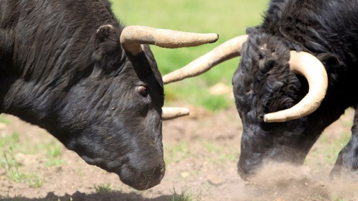 Veterinarios se unen en defensa de la raza de lidia en el XI Congreso Mundial Taurino de Veterinaria publicado en Agronews - agronewscastillayleon.com/veterinarios-t…