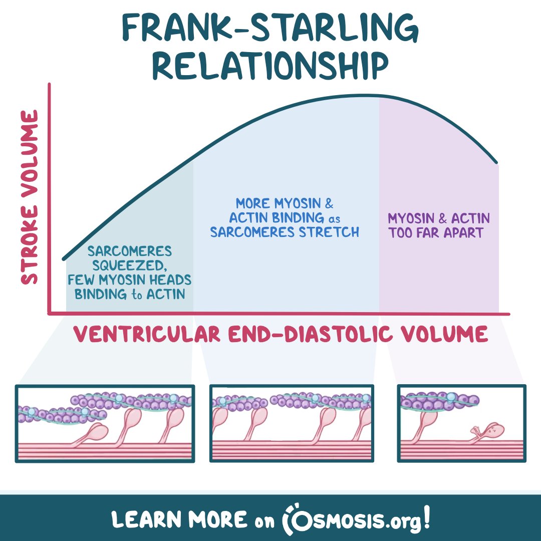 The Frank-Starling relationship states that the strength of ventricular contraction and the volume of blood ejected by the #ventricle depend on the blood volume present in the ventricle at the end of #diastole. Learn more: osms.it/phys-frank-ste… #LearnByOsmosis