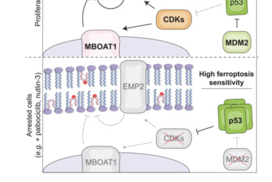 SCI member Julien Sage & others found that cell cycle arrest can enhance sensitivity to ferroptosis induced by covalent GPX4 inhibitors but not system xc− inhibitors. bit.ly/44jZuTb @SageJulien @SJD95