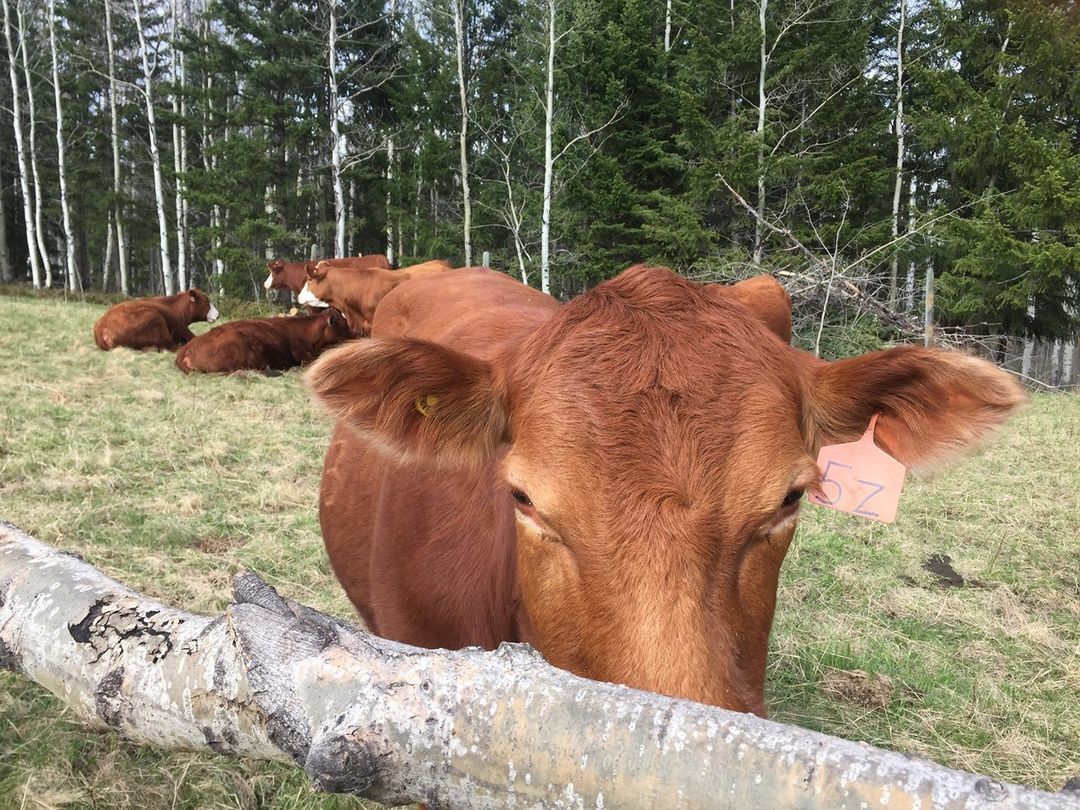 There is endless activities and so many sights in #BeautifulBritishColumbia
Come meet the animals, and enjoy a rustic cabin stay at a working cattle ranch 🐮❤️