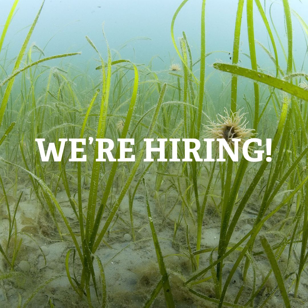 We’re hiring! Are you an experienced marine biologist or plant scientist looking for an exciting challenge that will help store carbon and revitalise our estuaries? 🌿🌊 We’re seeking a new Seagrass Project Officer 👉 Deadline: Mon 6th May Get applying! buff.ly/3JEYZcU