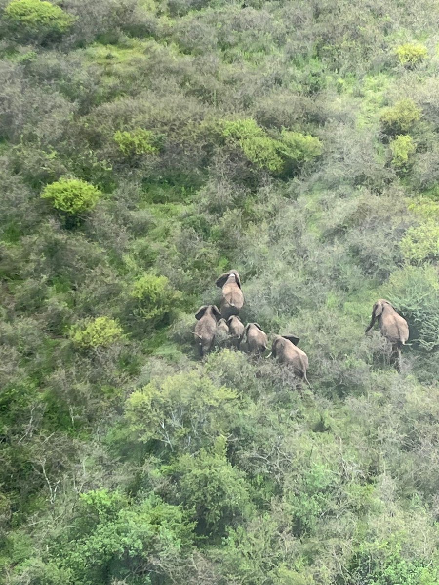 This week the Mara Elephant Project helicopter monitored collared elephants Audrey and Indy together in a herd of over 50 individuals. Audrey’s young calf is growing up and they were both noted to be healthy, and their collars were in working condition.