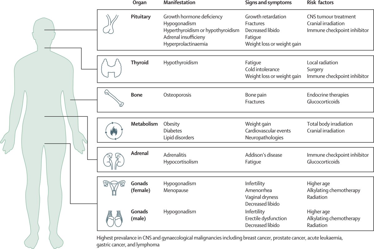 Endocrine complications, such as pituitary diseases, occur in 40–60% of survivors of cancer. In @TheLancetEndo, authors summarise the most frequent endocrine diseases among survivors of cancer, & propose a practical approach for diagnosis & management: hubs.li/Q02vjMc80