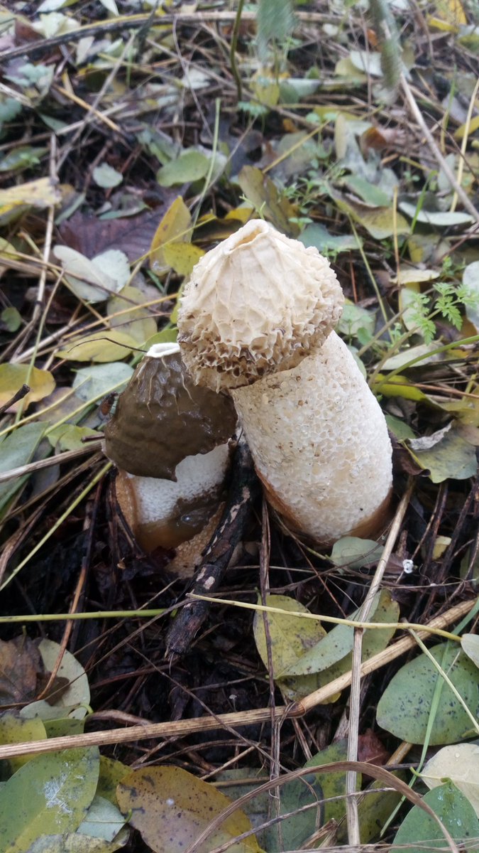 #Stinkmorchel #PhallusImpudicus #Pilze #Mushroom #Fungi from last fall. #MushroomMonday