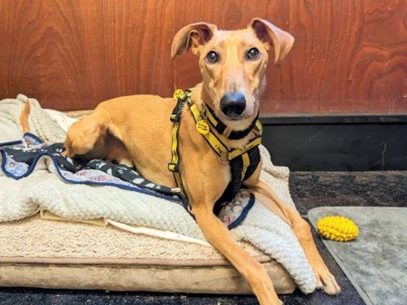 Please retweet to help Lionel find a home #EDINBURGH #SCOTLAND 🔷AVAILABLE FOR ADOPTION, REGISTERED BRITISH CHARITY, DOGS TRUST🔷 Lovely Lurcher aged 3, looking for a home with children aged 14+ as the only pet. He is housetrained and good in the car✅ DETAILS or APPLY👇