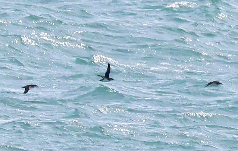 Wheatear close to the sea watch at Berry Head where Mark Darlaston spotted this beautifully spooned Pomarine Skua some way off and a dozen or so Manx Shearwaters also flying south.