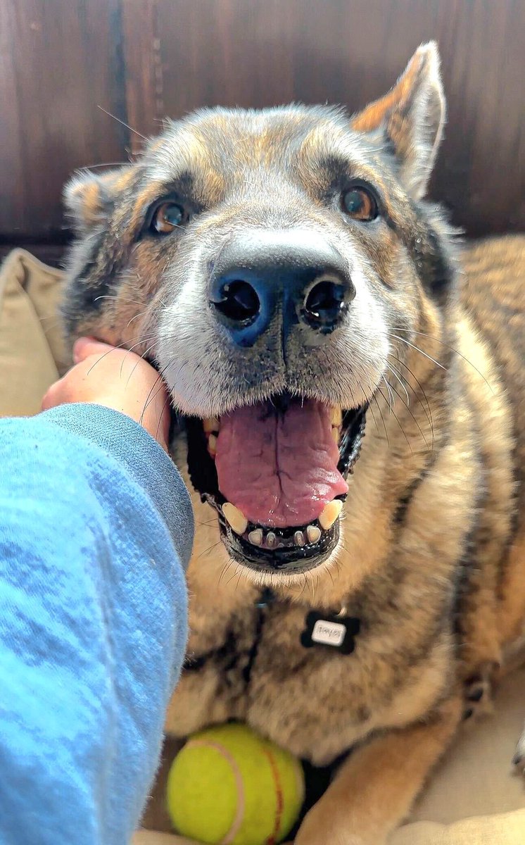 Who's smiling now!? Meet Hayes, all 100+ pounds of him. His guardian could no longer care for him, sadly, but he sure was loved. Take this #GermanShepherd home: Muttville.org