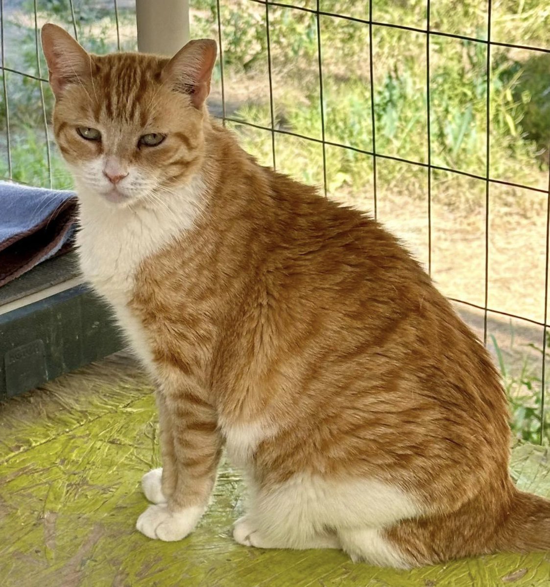 Sanctuary girl Ginger came to us after her outdoor feeder let us know she was in danger of being harmed. We are blessed to offer her safe refuge. BTW- this is her “Monday face” 😹 #Cats #Rescue #FeralCats #TNR