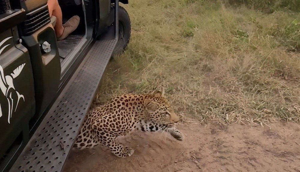 'Leopard under the car'; incredible encounter caught on video ftw.usatoday.com/2024/04/leopar…