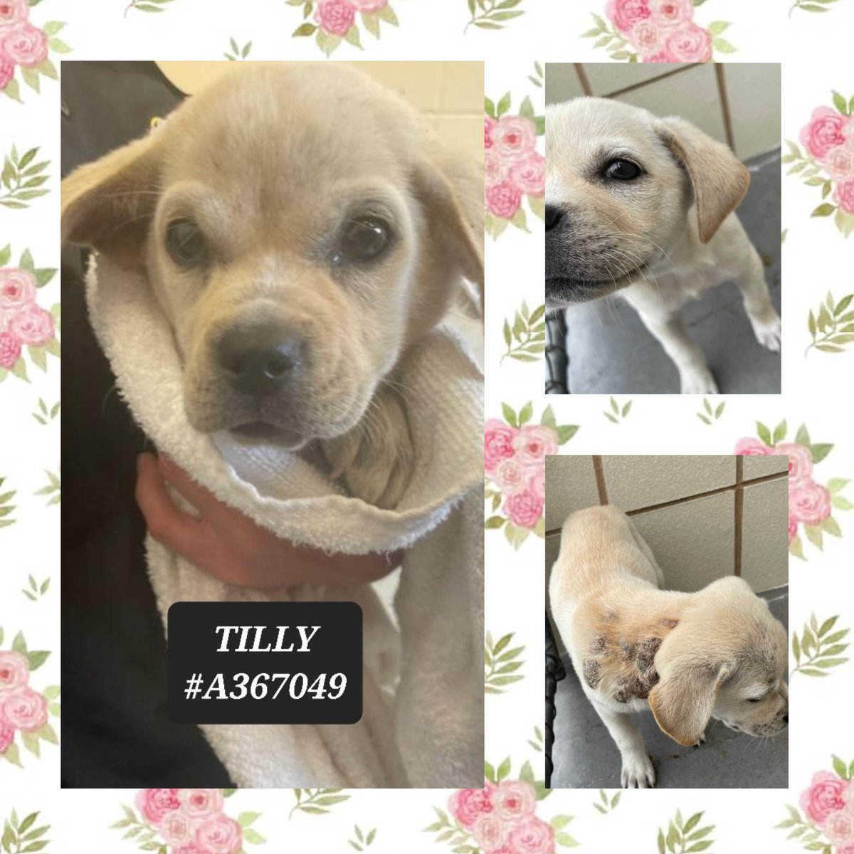 🆘️🚨 tiny TILLY #A367049 9 lb #PugLab
#CorpusChristiACS #TX #RescueVillage 
Only 14 wk old puppy on sick list, needs 🏥🏡
#MedicalRescue for skin condition. Just puppy,  no behavior problems,  needs warm home, good food & TLC w 🩺💊💸vet care. Pls pledge on post, shelter…