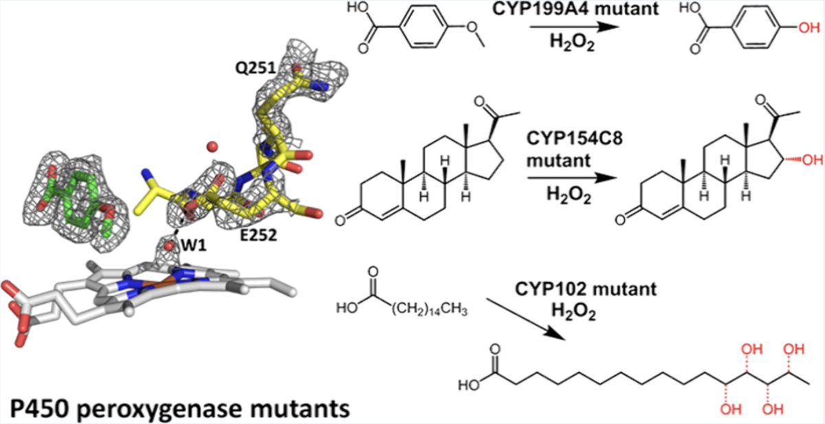 #Engineering Peroxygenase Activity into #CytochromeP450 Monooxygenases through Modification of the Oxygen Binding Region by Matt Podgorski, Jinia Akter, Luke Churchman, John Bruning, James De Voss, Stephen Bell @BellP450Chem @AdelaideChem in @ACSCatalysis pubs.acs.org/doi/10.1021/ac…