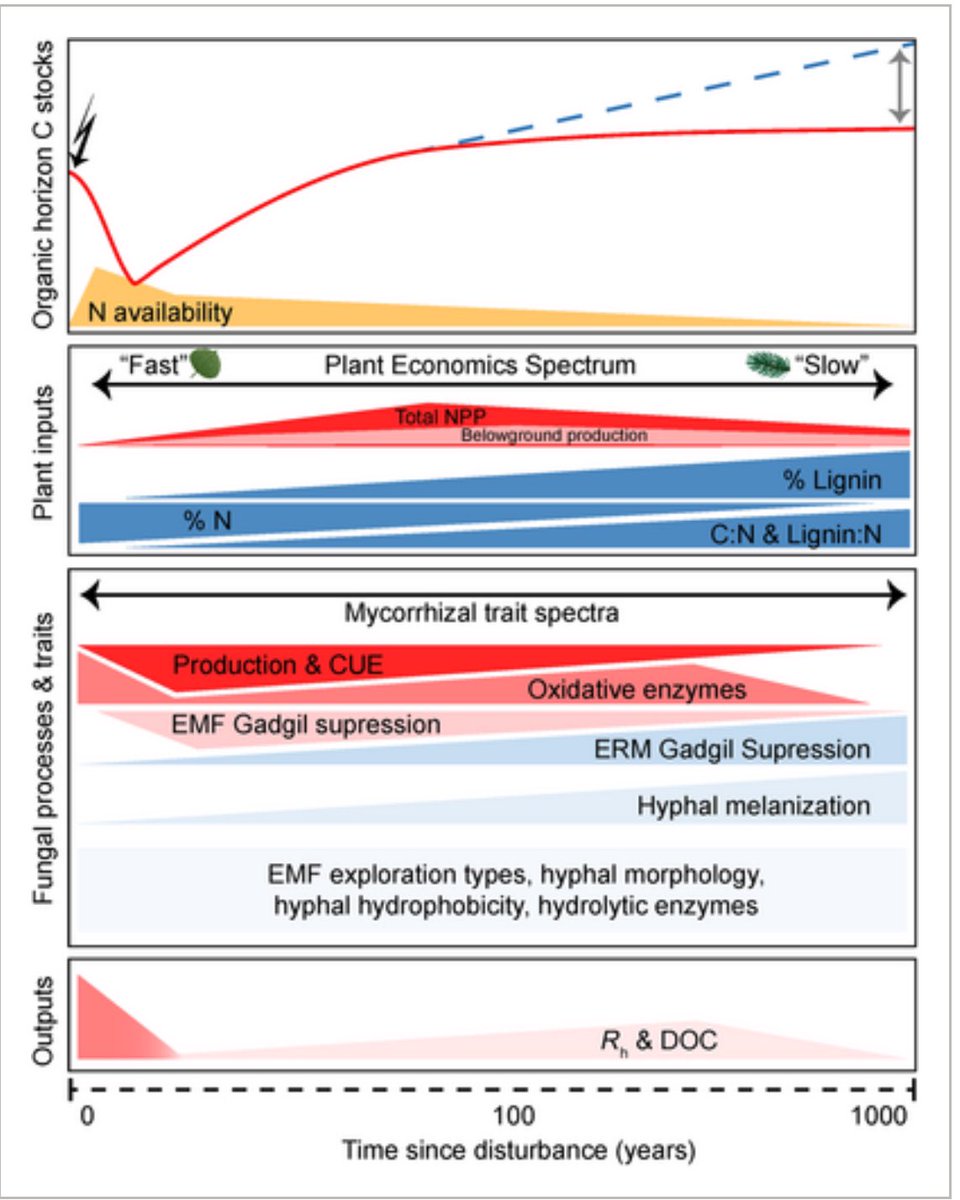 Excited to share our new review published in @GlobalChangeBio about biological controls on #soil #carbon accumulation in #boreal #forests following #wildfire and clear-cutting. A shout out to a great team of co-authors, many who are not on twitter. 👇 dx.doi.org/10.1111/gcb.17…