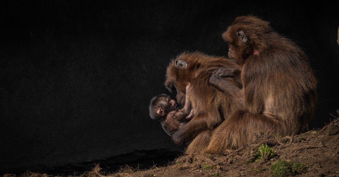 🐒 @YorkshireWP is celebrating the birth of a Gelada monkey🎉

#DYK 🌿Gelada monkeys are the last surviving species of grazing primates, consuming a quarter of their body weight in grass daily.

📷 #YorkshireWildlifePark