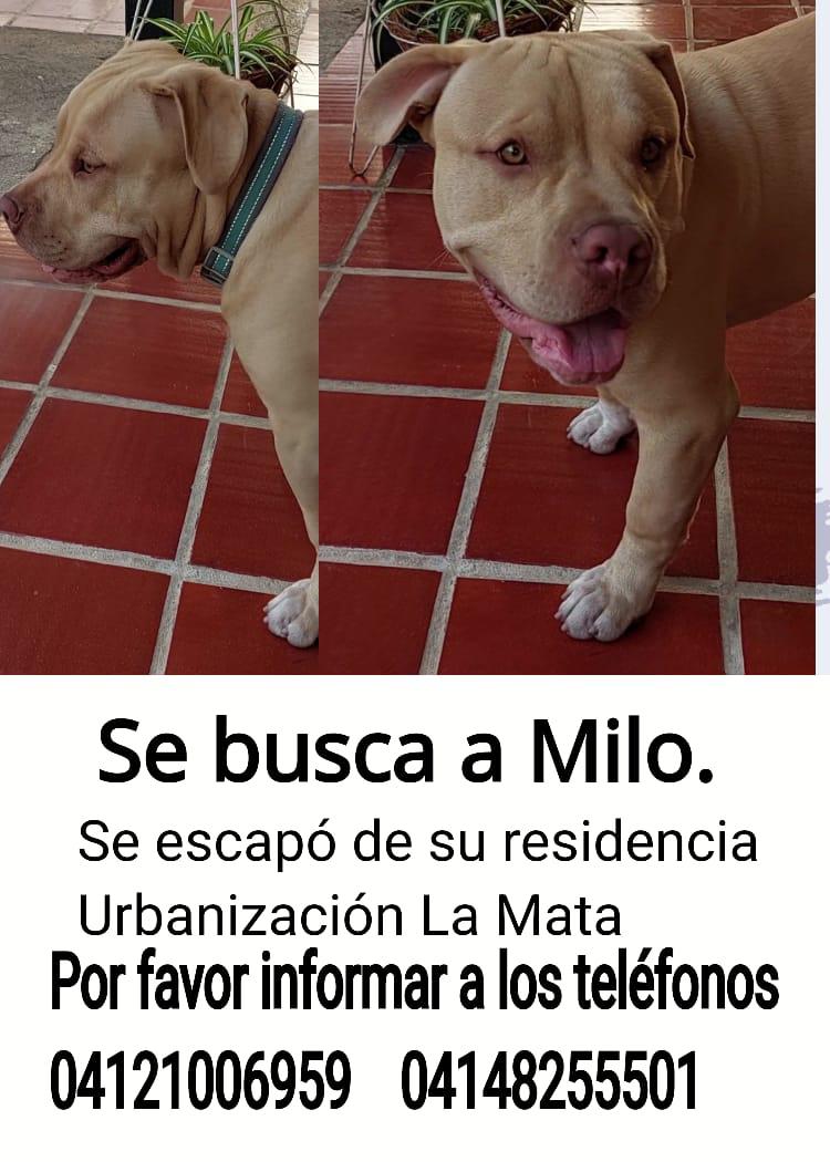 Atención mi gente de #Mérida Se busca a Milo, peludo extraviado en la Urbanización #LaMata Si lo ven, se agradece resguardo, por favor... Es dócil. 🐾🥺 Gracias a todos por difundir. @PerroUsuario