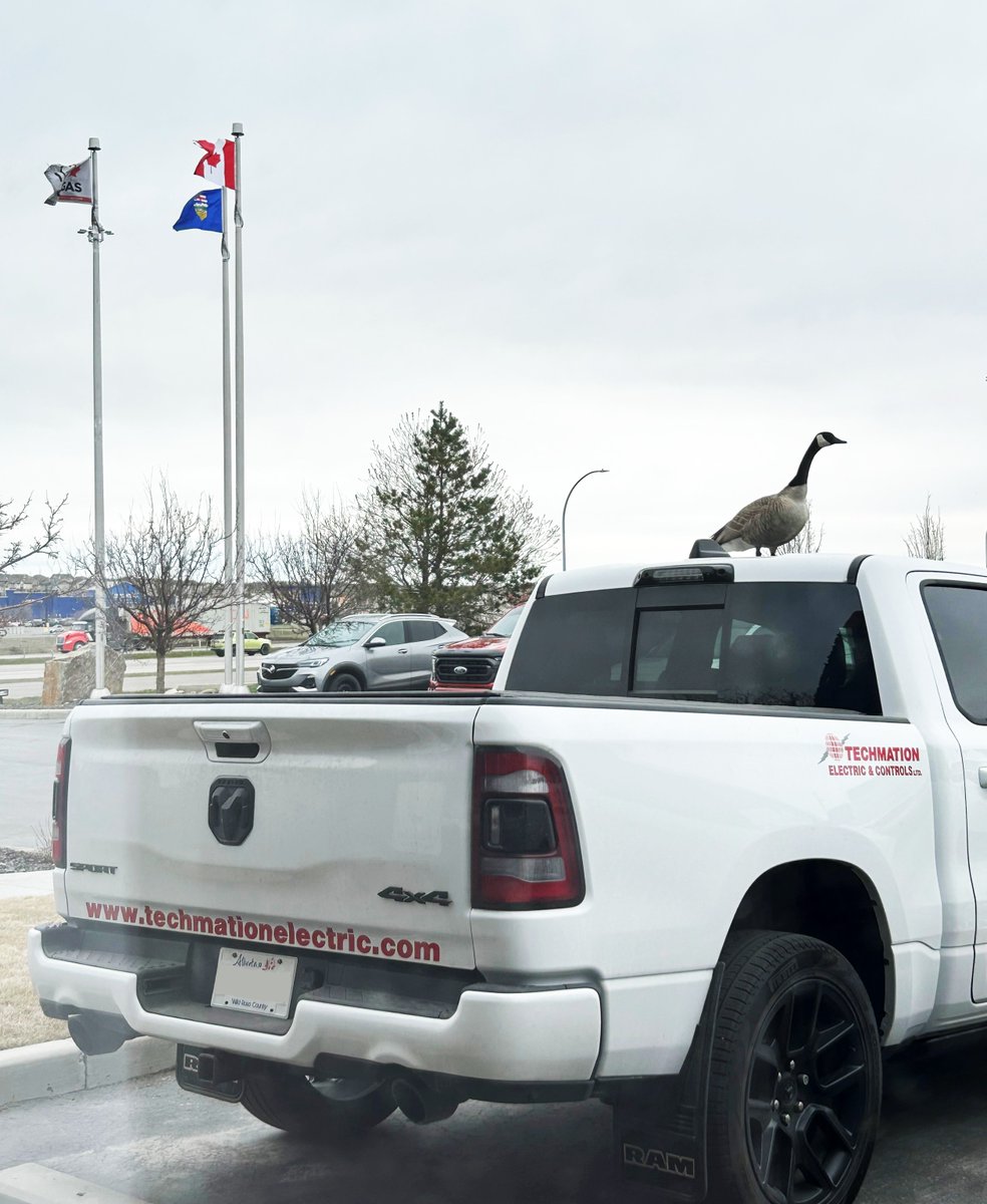 Tech_mation's tweet image. Flying into work on Monday like.... 

#techmation #safety #mondayvibes #mondaymotivation  #mondaymood #airdrie #canadagoose