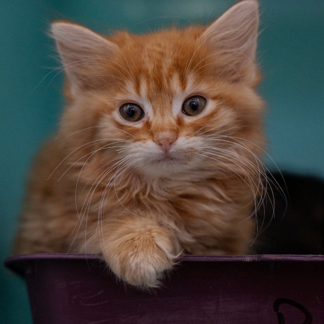 📢 ​Le printemps est bel et bien là... Malheureusement, il est synonyme d'arrivées massives de chatons dans nos refuges. Les équipes s'alarment et craignent de ne pouvoir sauver les dizaines de chatons en danger qui leur sont déposés avec ou sans leur mère.  Lait maternisé,