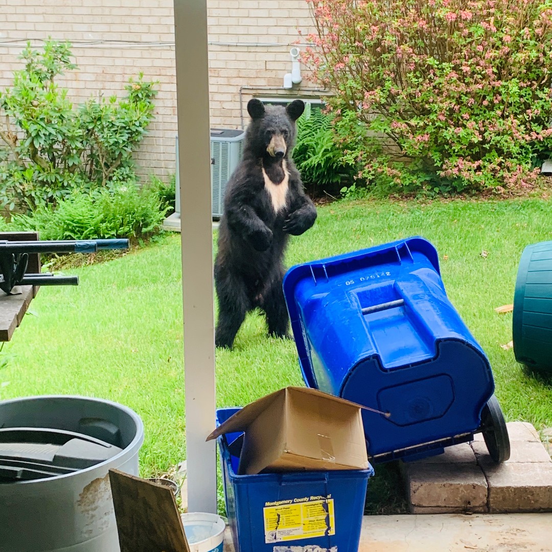 Hey MoCo, bear sightings are common this time of year! 🐻 May to July, as young bears explore new territories. To keep our furry friends safe and minimize conflicts: Remove bird feeders Secure trash cans Keep pet food indoors See a bear? 📞 301-962-1341 ow.ly/kPVc50RqX5k