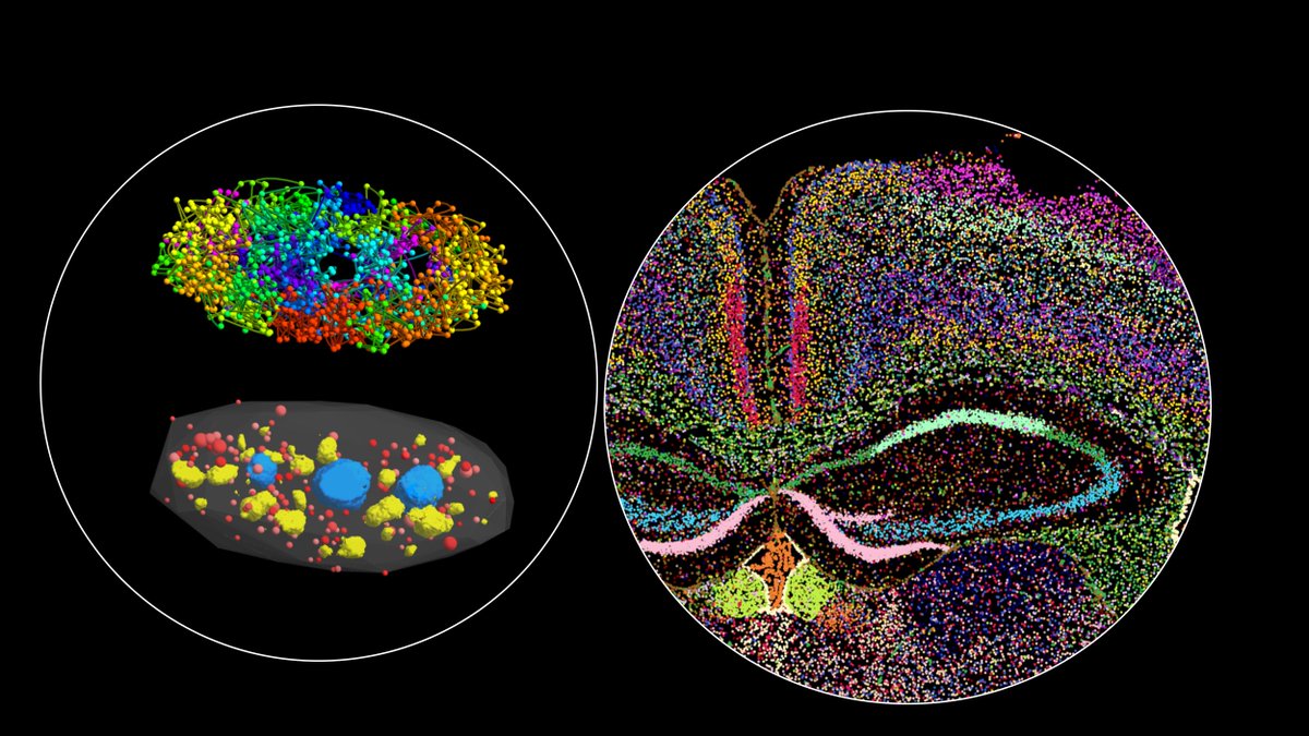 What if Google Maps worked inside cells? Chromatin tracing is a spatial genomics method that acts like a GPS for important parts of DNA. Bogdan Bintu + team are using it to pinpoint more than 1,000 locations in DNA to uncover the 3D structure of DNA