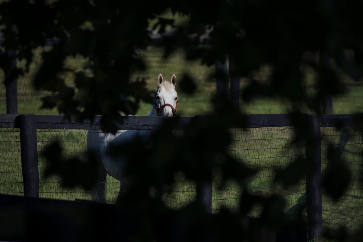 Happy Derby week 🎉 Good luck to Tapit Jenallie in the Oaks on Friday 💖 and to everyone this weekend ❤️💚