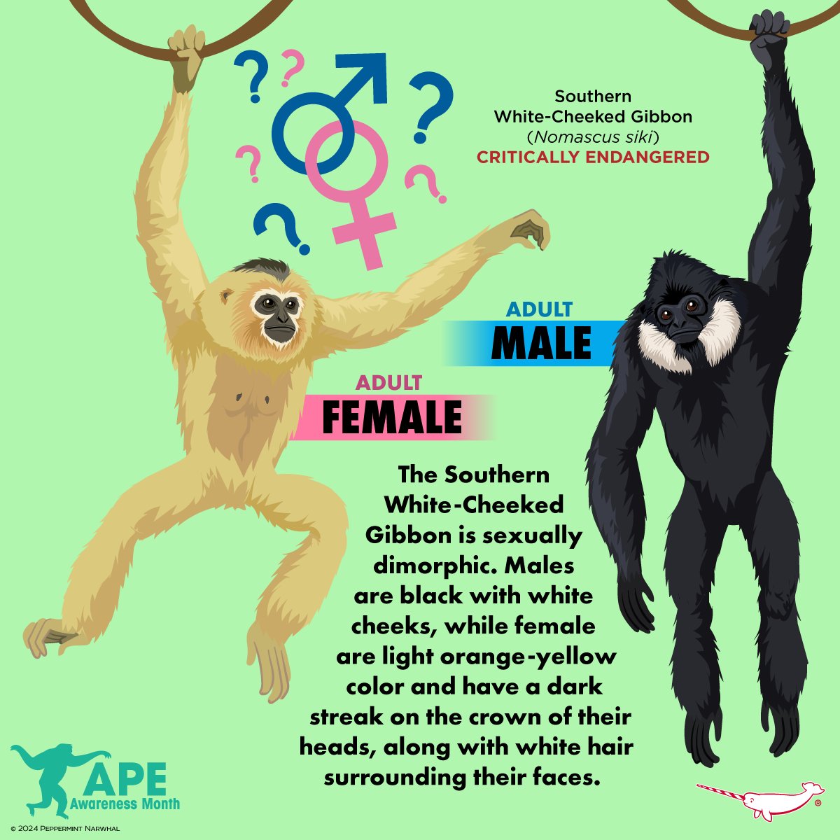 #MaleOrFemale #SouthernWhiteCheekedGibbon #ApeAwarenessMonth #Ape Merch: peppermintnarwhal.com/s/search?q=gor… ...and for more great animal merch Shop #PeppermintNarwhal: peppermintnarwhal.com #ApeAwareness #Gibbon