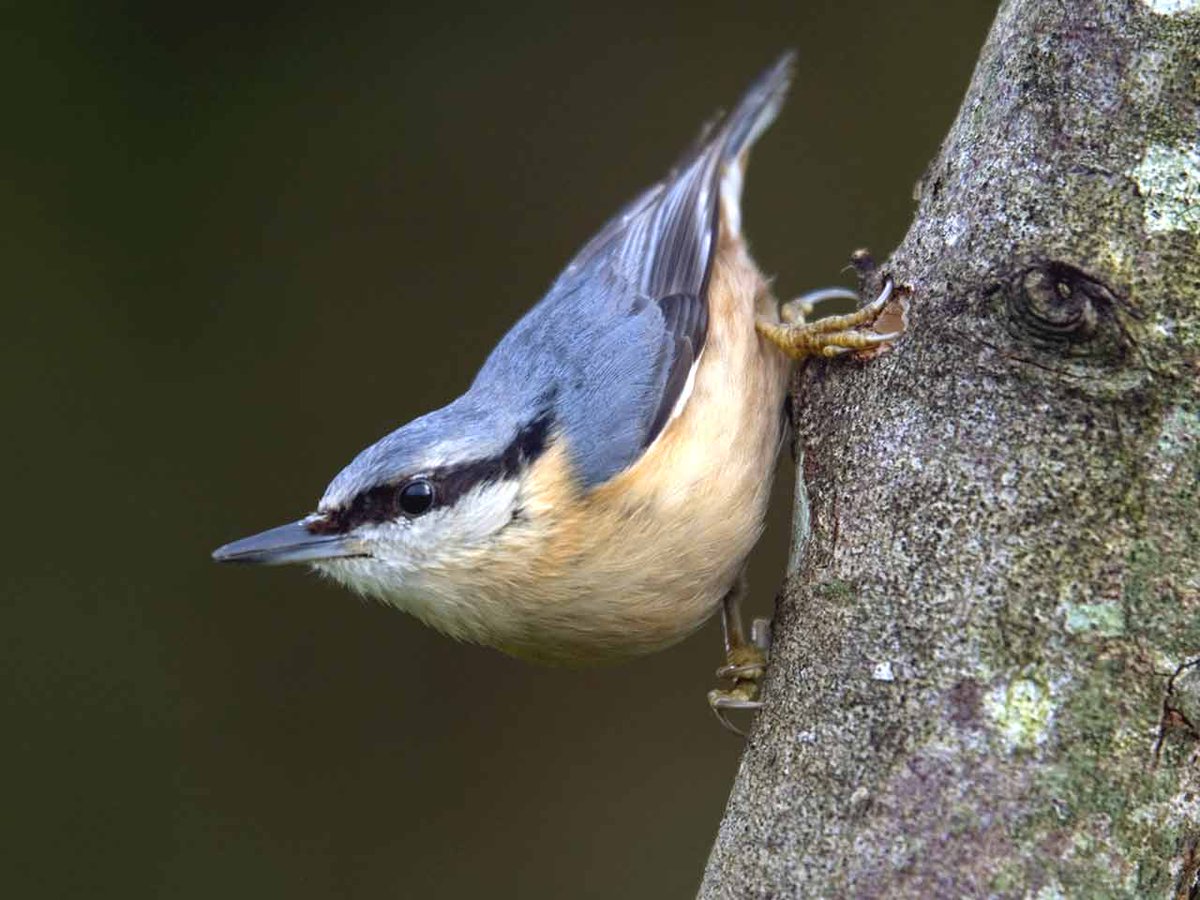 lots but do love a nuthatch