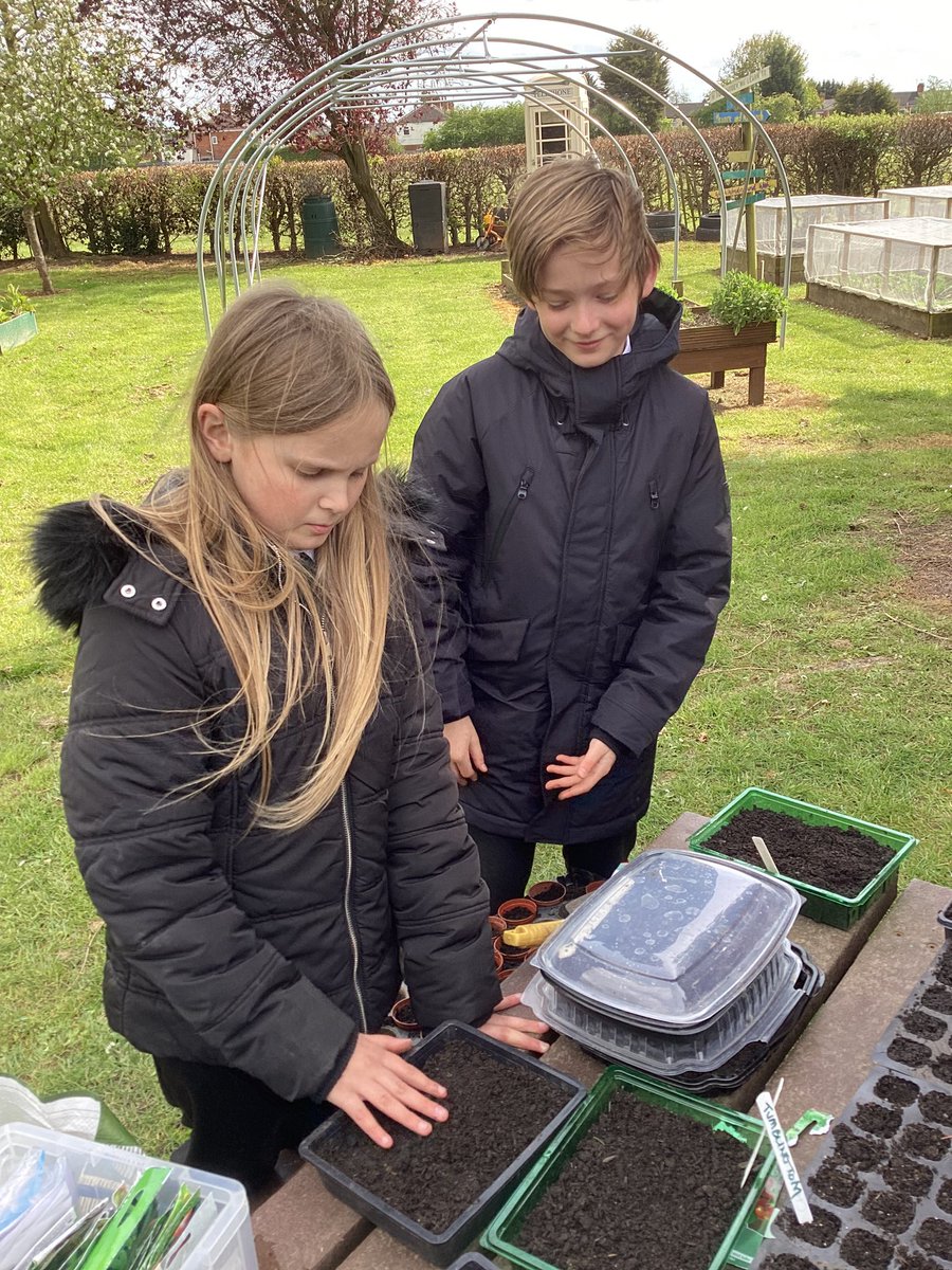 Gardening club sowing lots more seeds as part of @RHSSchools #BigSeedSow #RHSGrowWithIt we are hoping for a bumper harvest to share with our community 🌱🫘🪴