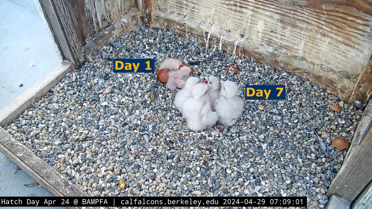 What a difference a week makes! All four chicks are growing and developing incredibly well. They're getting increasingly difficult to incubate, which is fine, because they are also exiting the critical period for thermoregulation.