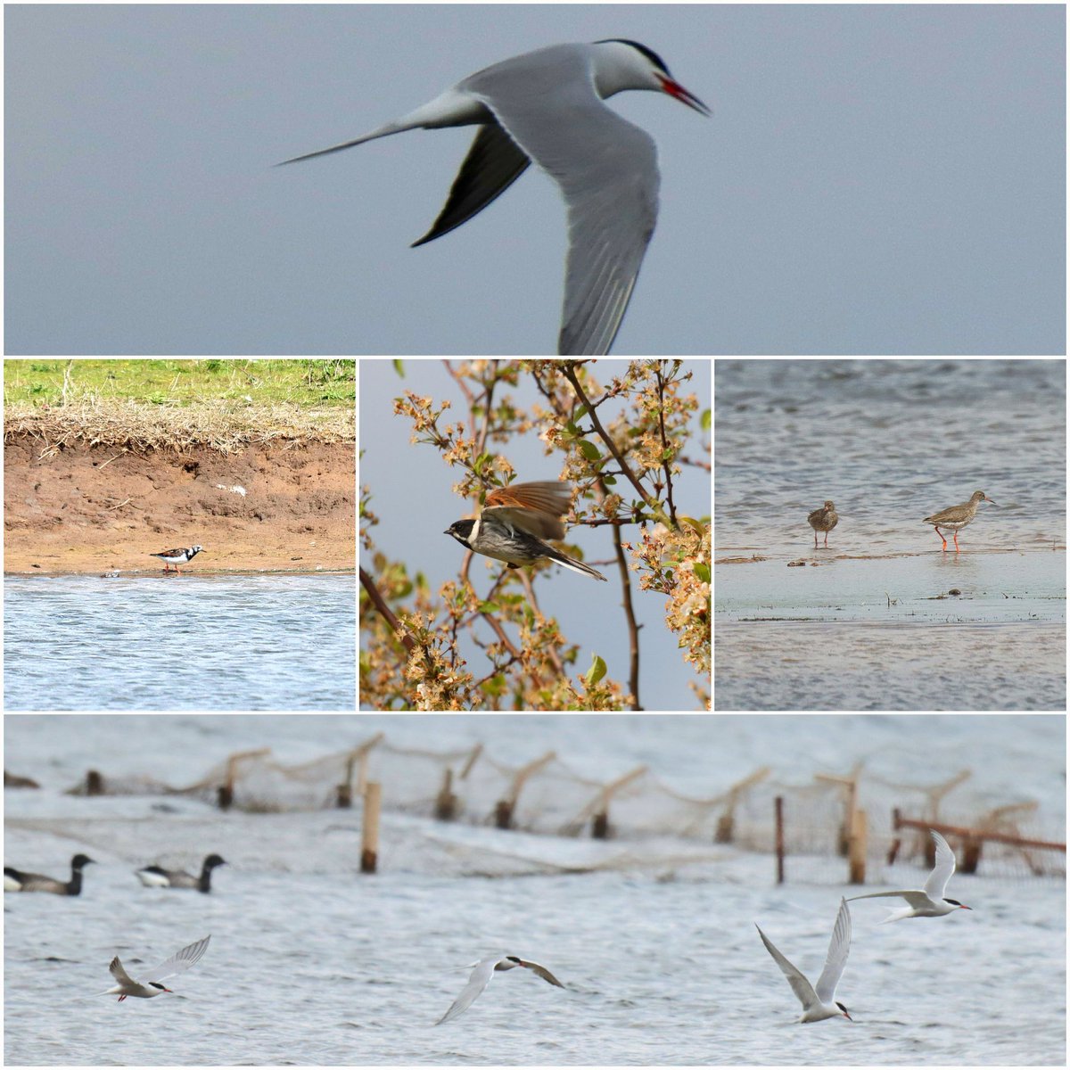 Freiston shore: Common tern 9 - Turnstone 4 - Redshank 2 - Black head Gull 300+ Brent 300+ Little Egret 12 - Shelduck 10 - Curlew 4 - Reed bunting 6 - No Ring Ouzel. @Lincsbirding @BTO_Lincs