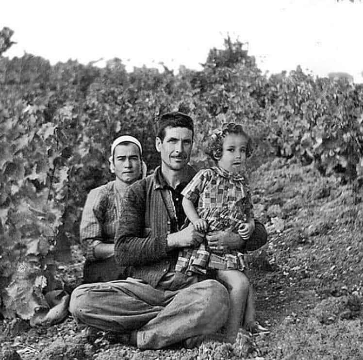 Beylikdüzü Gürpınar üzüm bağları, 1960.