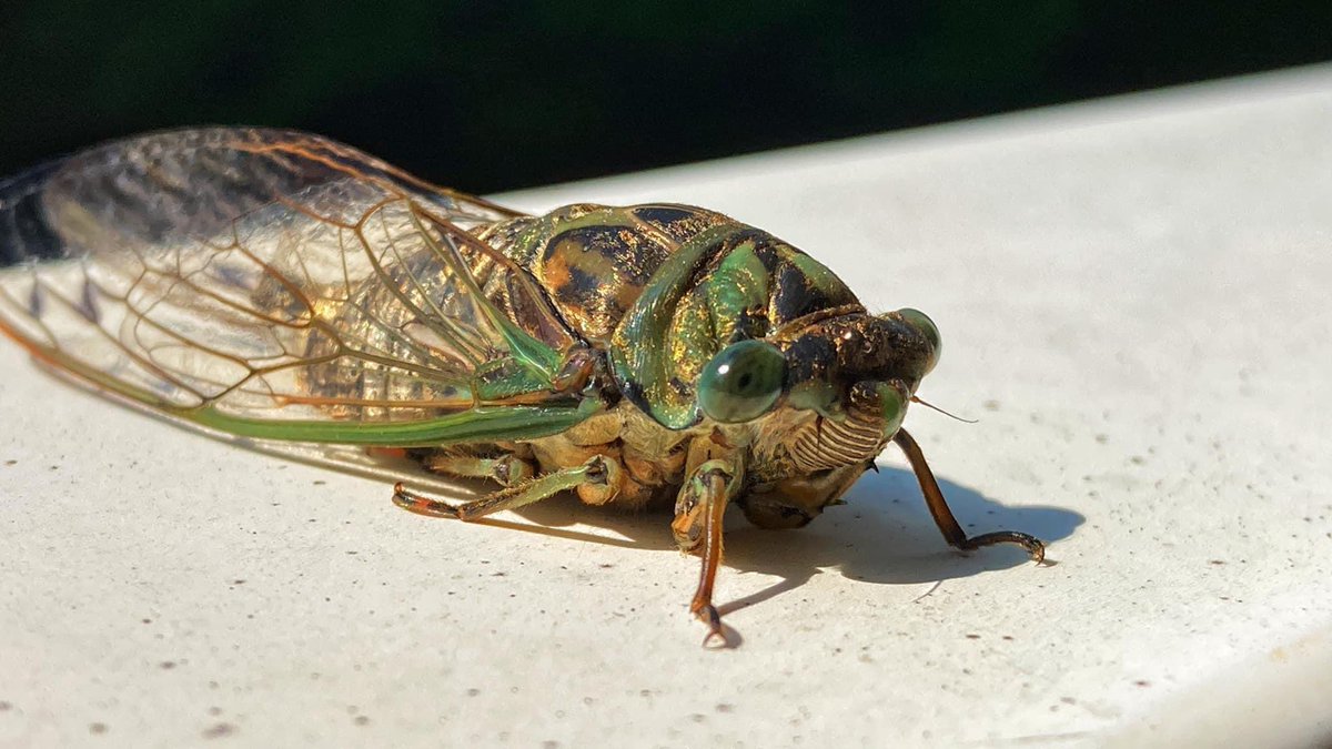 Found an injured, but live 13 year cicada a few minutes ago in Asheboro, NC! The annual cicadas will be out a little later! 13 year cicadas have black bodies, gold-ish wings and red eyes. The annual ones have green bodies, blackish wings and green eyes. @TimBuckleyWX @CMorganWX