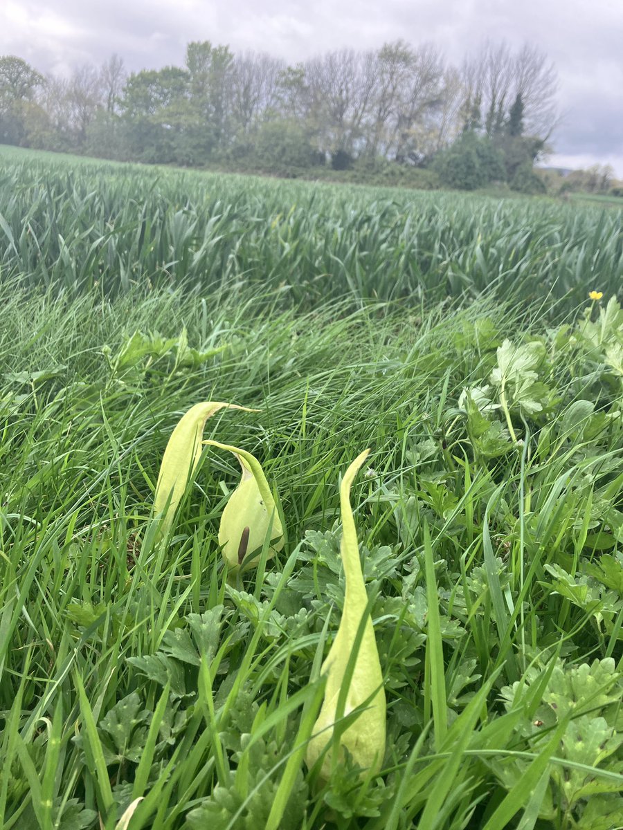 Lords and Ladies (Arum maculatum) looking elfish near this tillage field today close to BirdWatch Ireland HQ in Kilcoole Co Wicklow. I don’t know what’s growing in the field though 😬. Can arable folk assist?