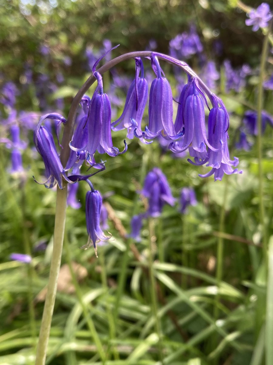 Daily bluebell photo #14 All are English bluebells - Hyacinthoides non-scripta 🤗💜