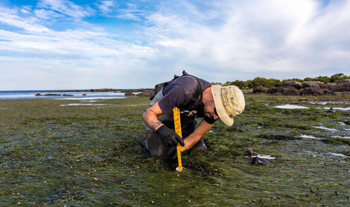 Removing #CO2 from the atmosphere is critical to #ClimateChange goals in reducing emissions, and the ocean offers us a key opportunity for #CarbonDioxideRemoval. I found this @WorldResources article on the leading role of the U.S. truly interesting: ow.ly/rTSm30sBY7i