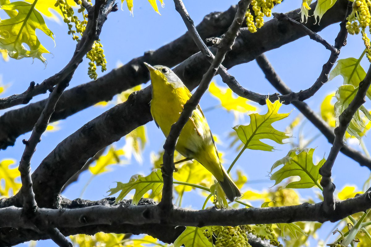 A Nashville warbler was singing so sweetly, this morning at Maple Grove Cemetery, Queens County #nashvillewarbler #BirdsSeenIn2024