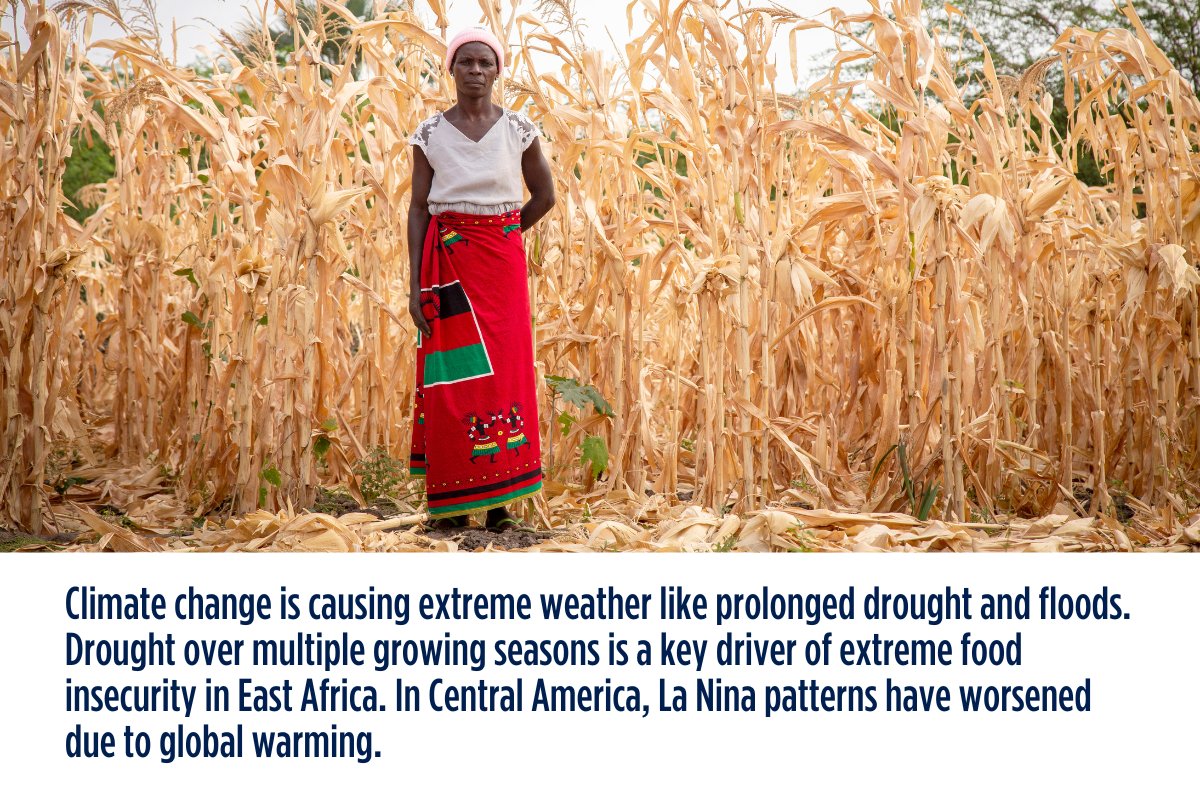 A top priority for the new #LossAndDamage Fund board: Extreme weather is destroying agriculture. We urge the board to tackle the impacts of extreme weather on food and nutrition security. Read our full letter here ➡️ brnw.ch/21wJ3QD. @CIDSE @iamCARITAS