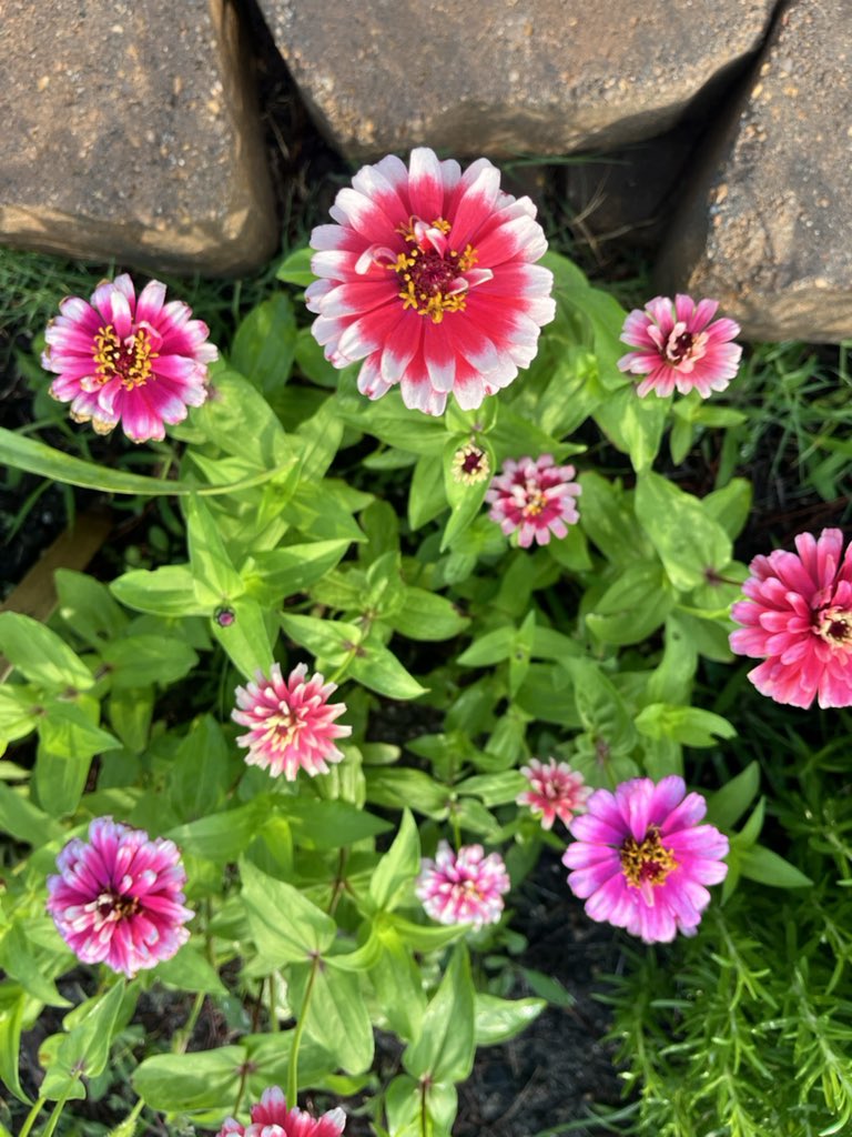 🌸happy Monday🌸
#MondayFunday #AprilShowers #springblooms @readygrowgarden @CFISDWellsVIPS @CFISDWells @CyFairCFisher @CFISDScience