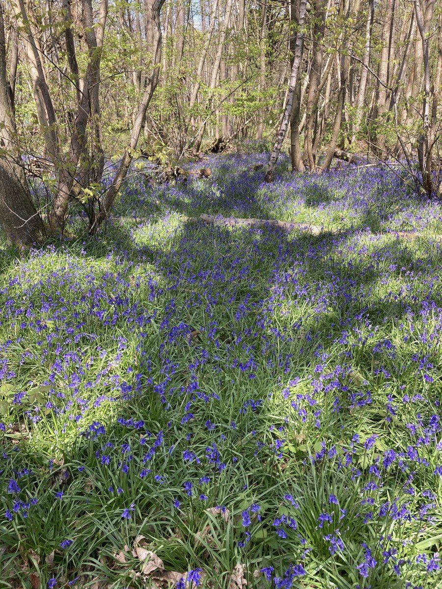 Not enough oak trees on this account recently 😡🌳 So here is Summer the oaks silhouette……in the bluebells 😬