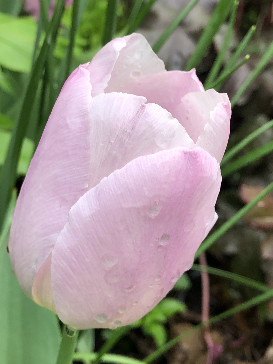CityMouseGarden's tweet image. More very good tulips have arrived. The pale lavender one looks particularly beguiling as the evening light fades… the word ‘diaphanous’ comes to mind. Practically lit from within like a paper lantern. #TulipsInSpring