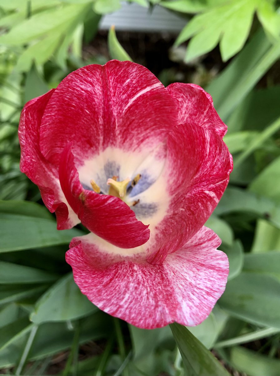 CityMouseGarden's tweet image. More very good tulips have arrived. The pale lavender one looks particularly beguiling as the evening light fades… the word ‘diaphanous’ comes to mind. Practically lit from within like a paper lantern. #TulipsInSpring