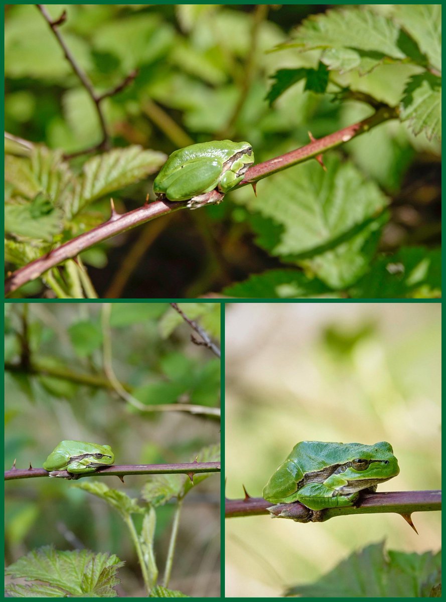 Goedenavond! Vandaag opzoek naar de #boomkikker. Lang gezocht maar kon niets vinden maar dankzij een mevrouw die er één wist te zitten kon ik deze foto's maken! Blij mee! 📸🐸😃 #natuurfotografie