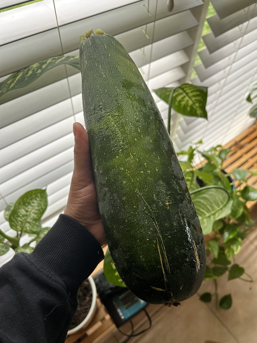 Good morning from me and this big ass zucchini. 🧍🏿‍♂️