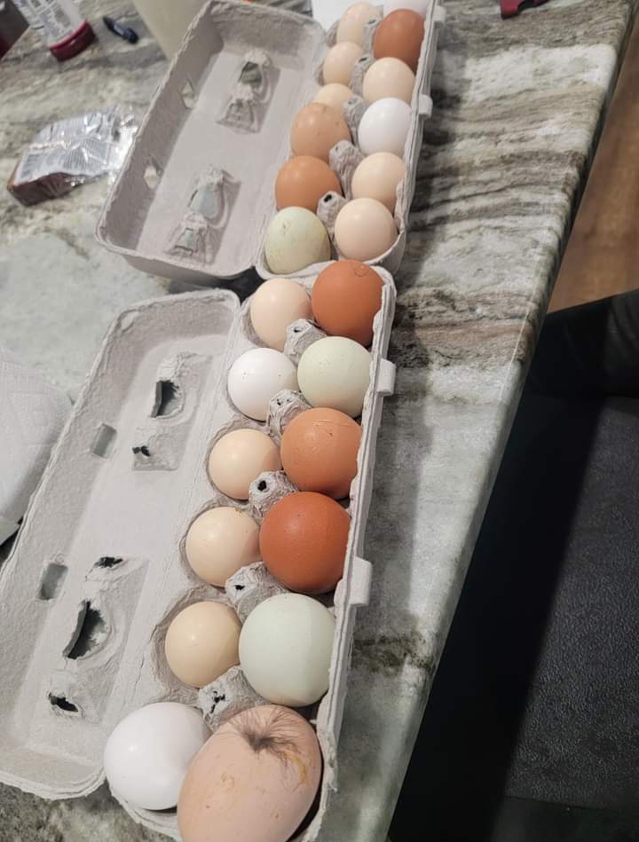 Mother Hen' layed them last night.. As long as they aren't refrigerated, they can stay out in a warm atmosphere' once you wash them' they have to be refrigerated,' you can see different colors and sizes...Yummy 😋 No more eggs from the grocery store' yuk