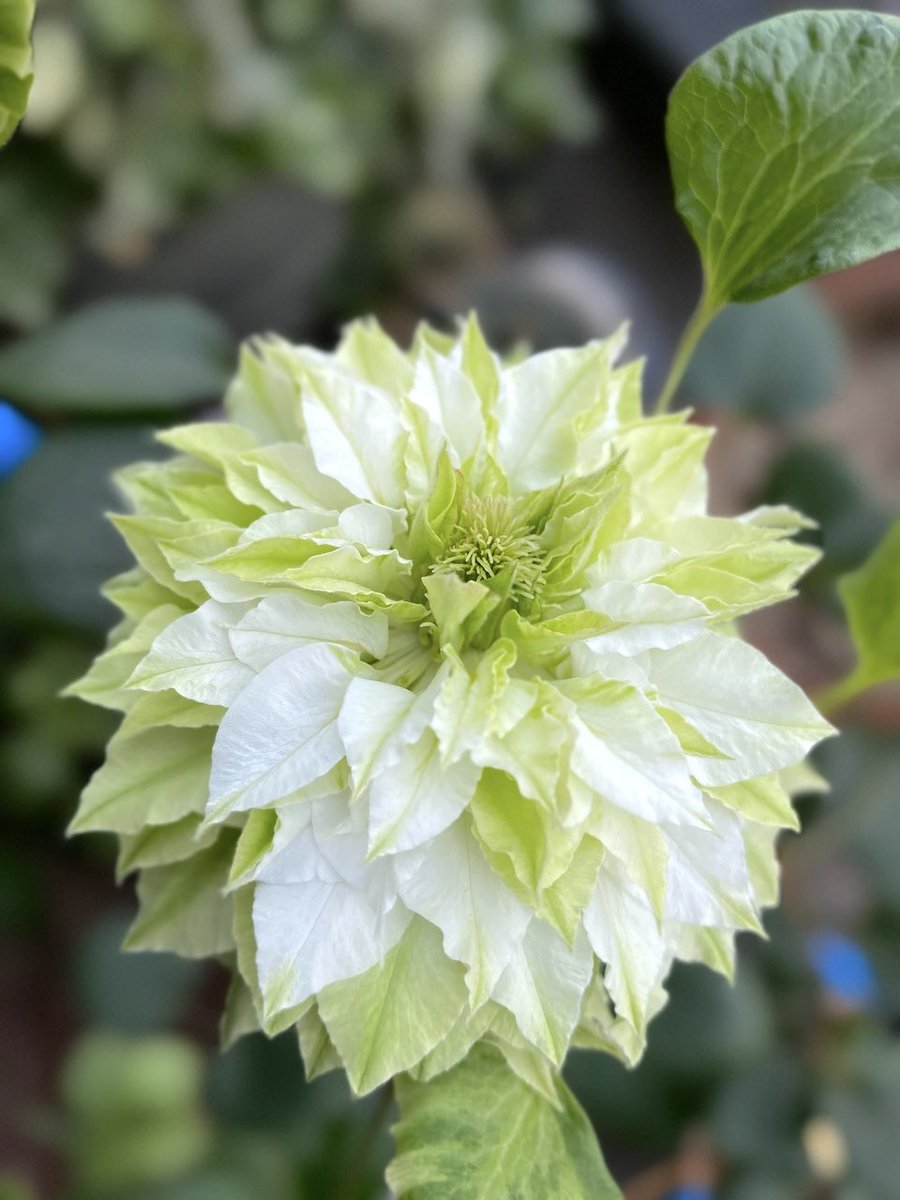 My clematis is blooming... 💚🤍 #clematis #美登利 #GardeningX #balconygardening