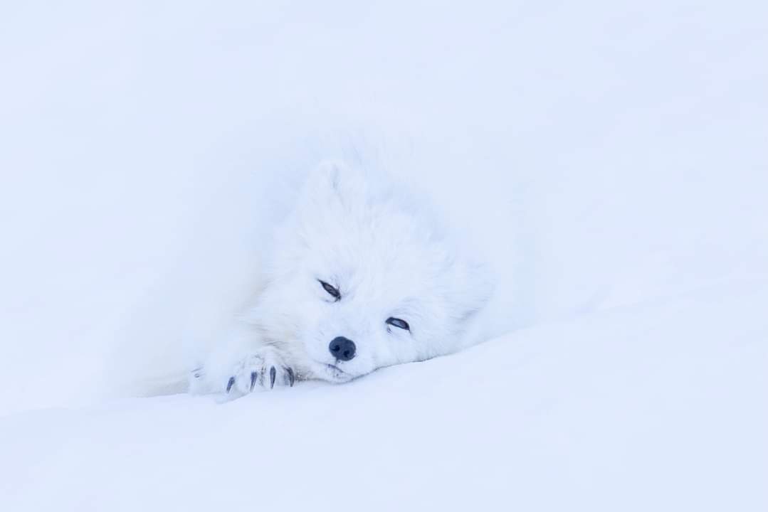 Arctic fox, Svalbard 😍 Photo Karl Jensen #Norway #wildlife