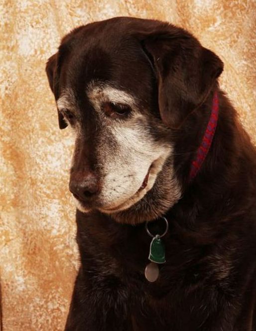 Old dogs are adorable too!